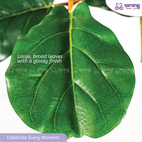 FIDDLE-FIG-TREE-1