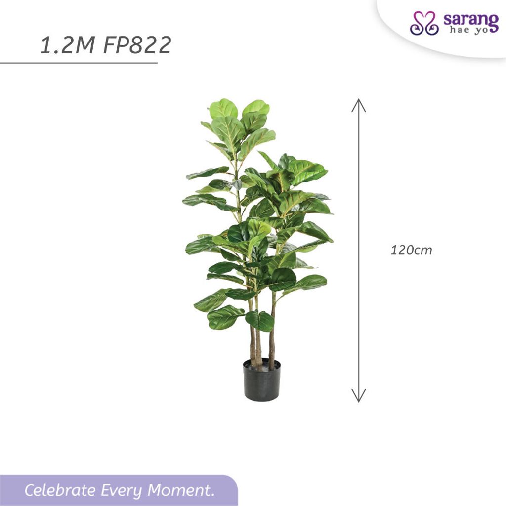 FIDDLE-FIG-TREE-6