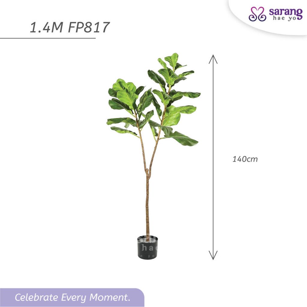 FIDDLE-FIG-TREE-7