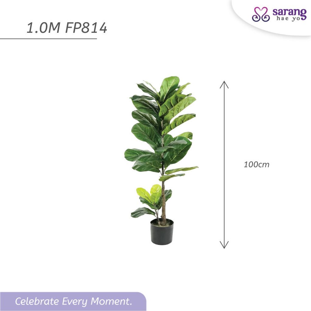 FIDDLE-FIG-TREE-5