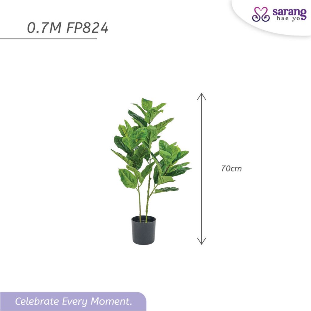 FIDDLE-FIG-TREE-4