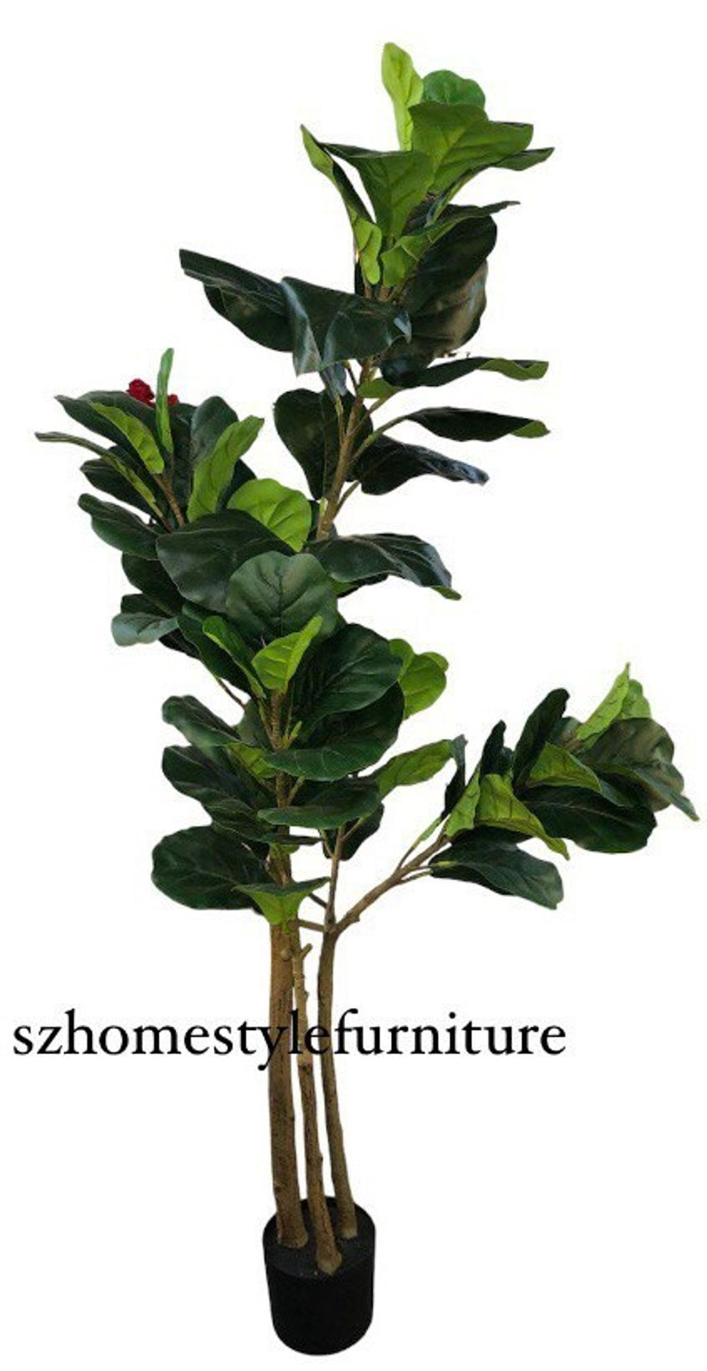 Fiddle Fig