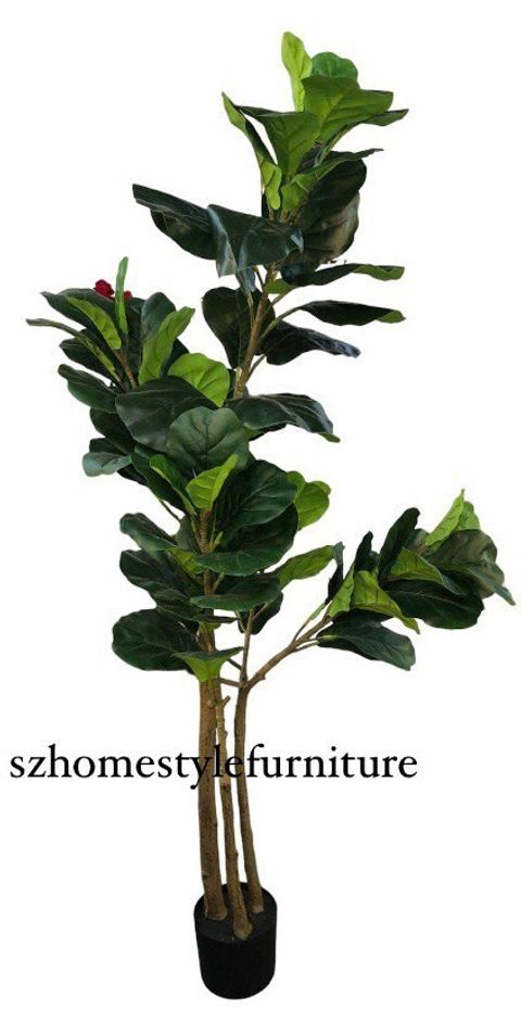 Fiddle Fig