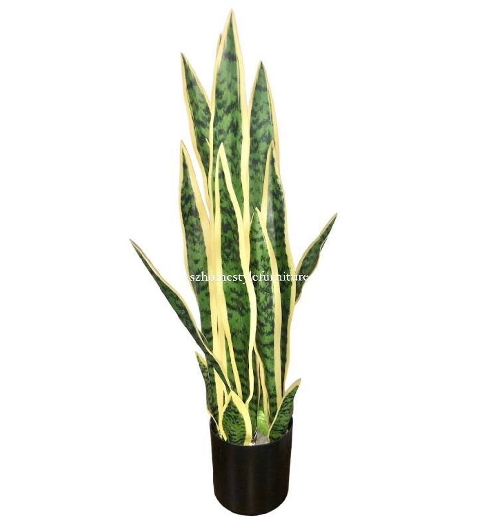 Snake Plant