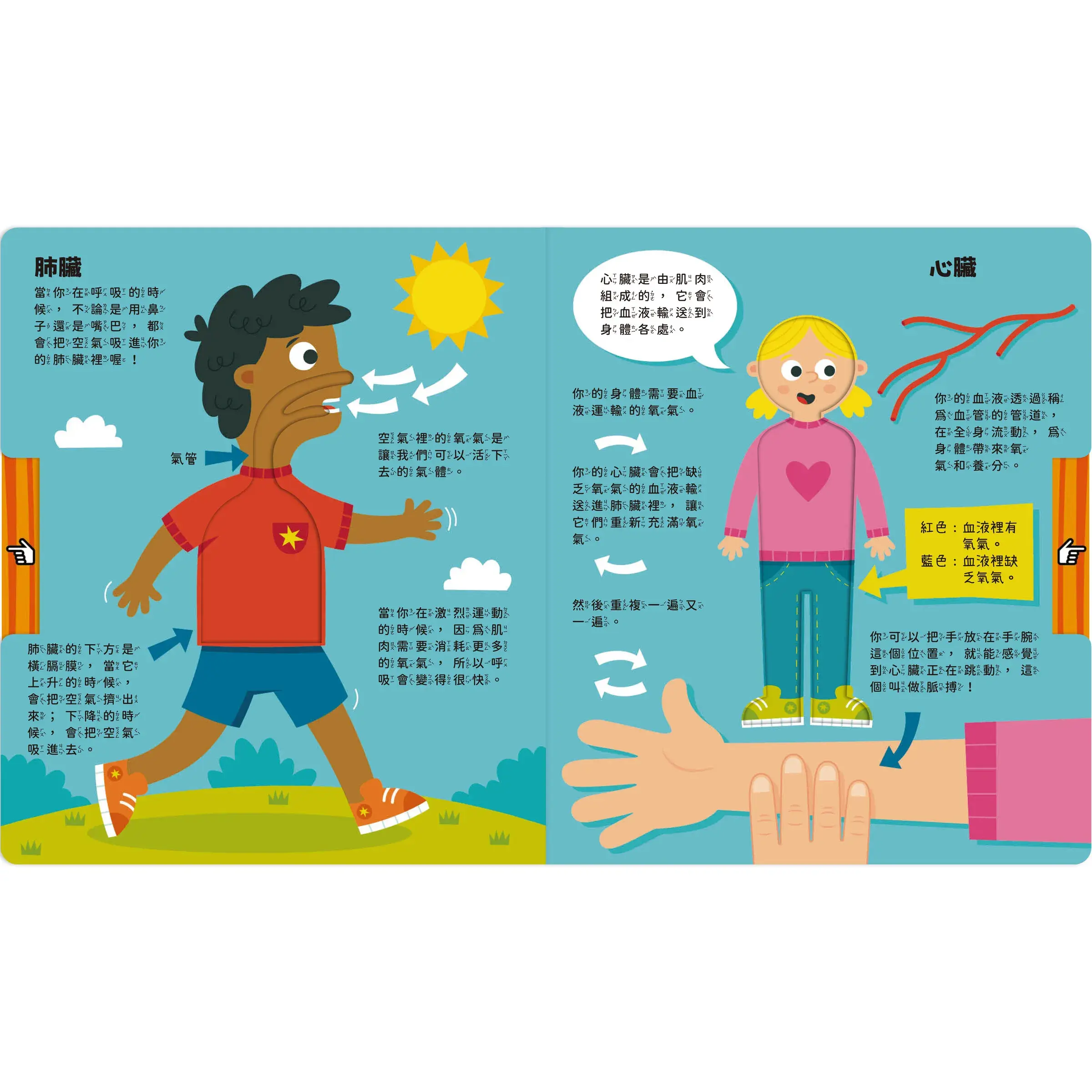 Pull-and-Look！真的想知道！-身體會發生的事-內頁2