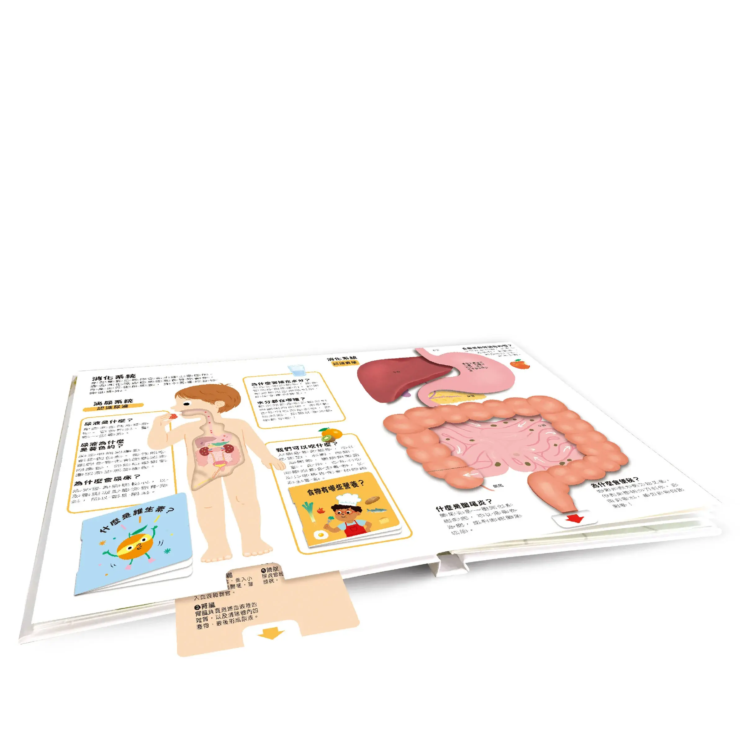 人體AMAZING！內頁