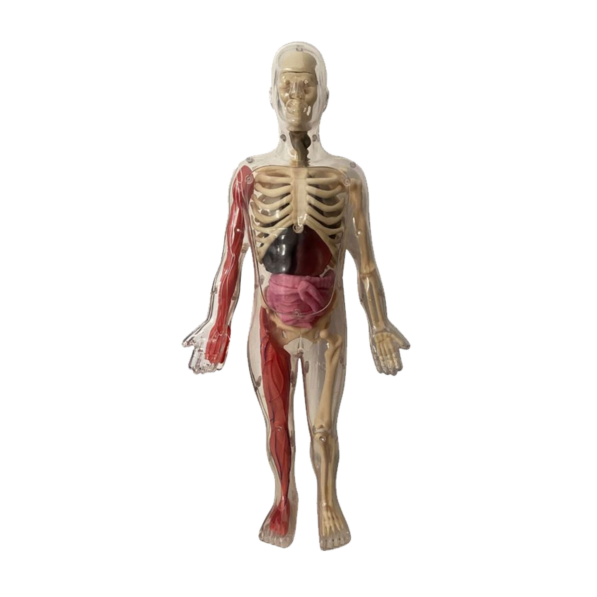 3D夜光人體模型探索組-人體模型