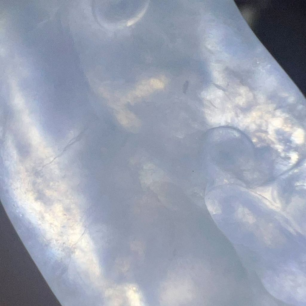 tw-11134207-7ra0h-mcvrcoflhtkv1c