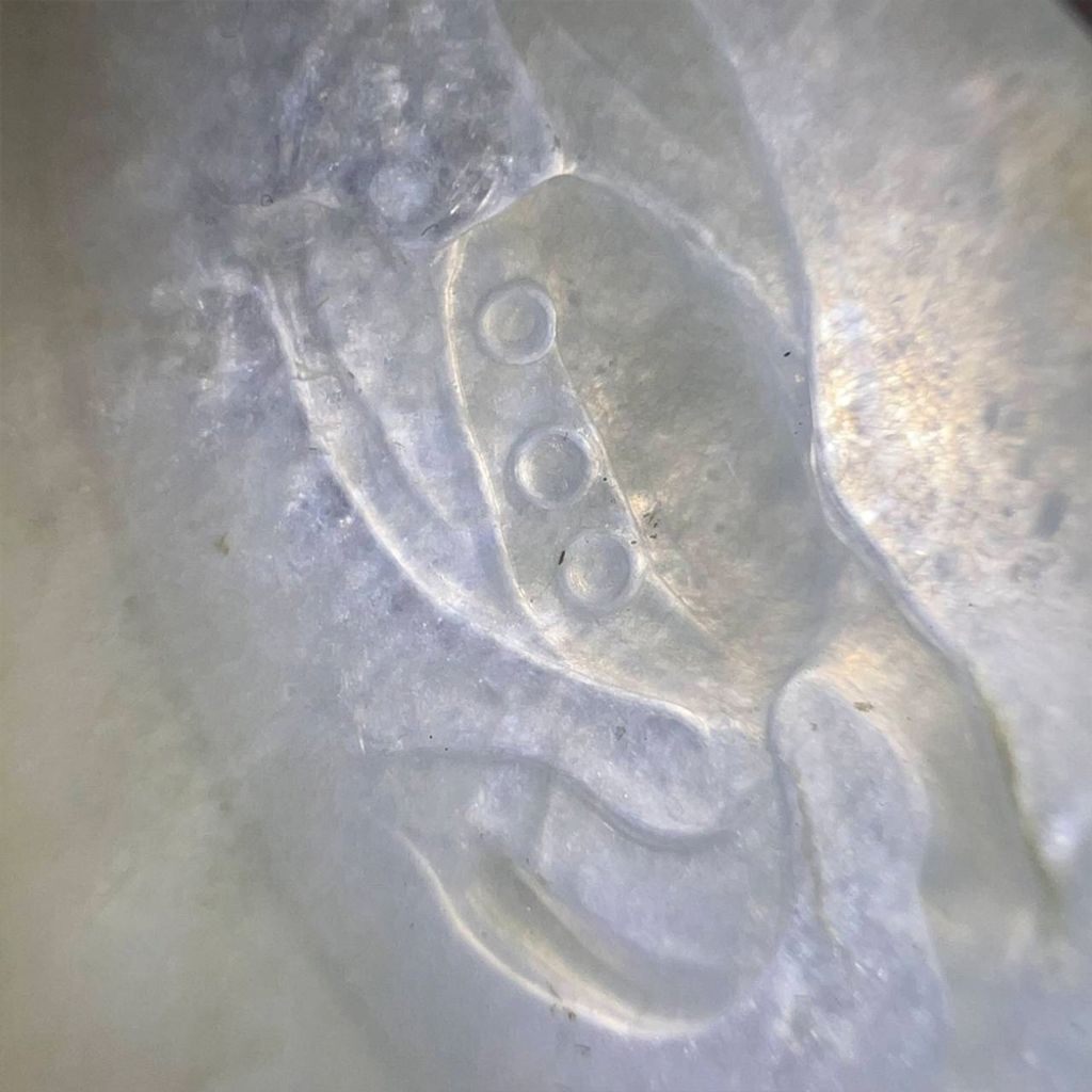 tw-11134207-7ra0j-md5op1pxcj7je4