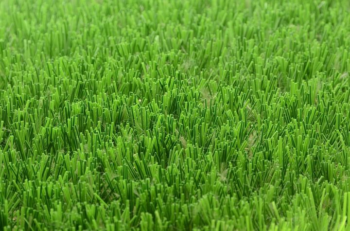 荷蘭皇家草-2