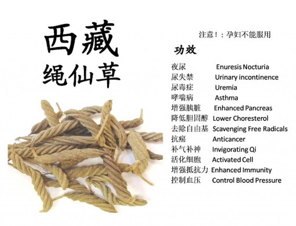 西藏降胆固醇绳仙草 3