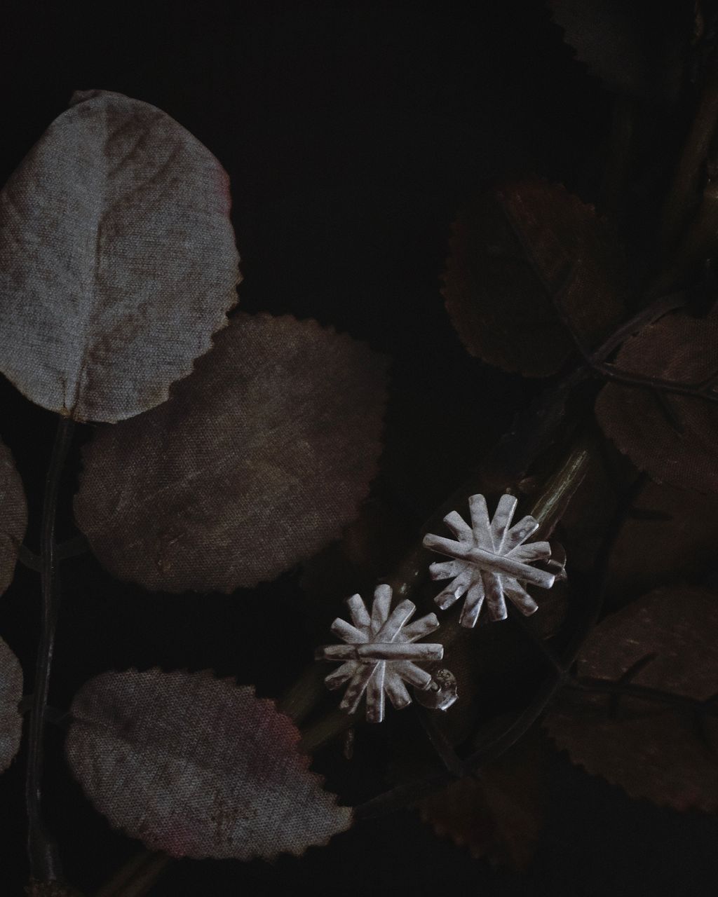 image_AC7B3FF7-090A-4673-8822-F5532D2FD0C7_1766045574