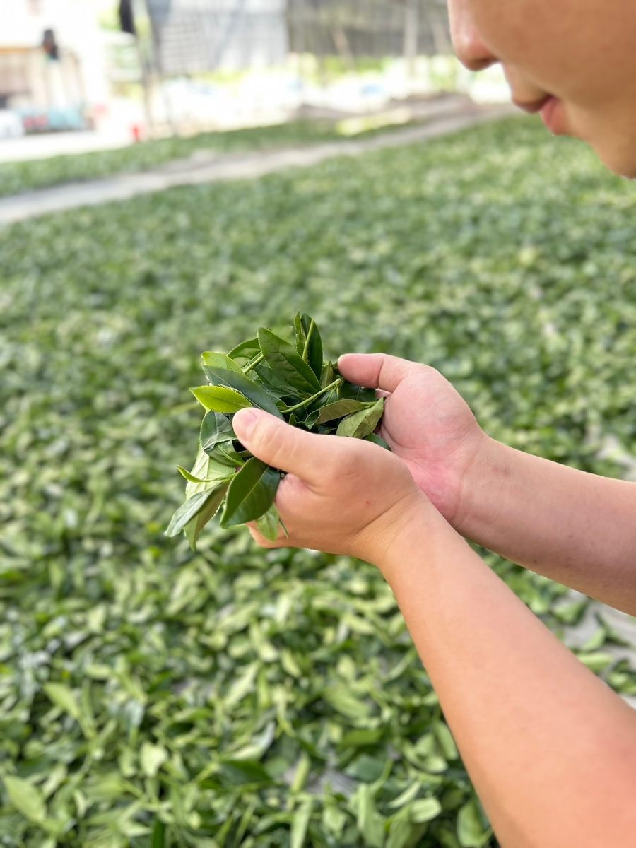 坤德茶莊 Kunde Tea | 選擇專屬您的茶品