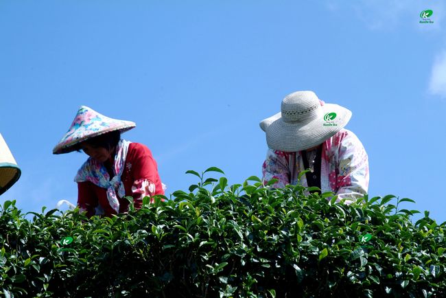 坤德茶莊 Kunde Tea |  - 專注茶葉品質