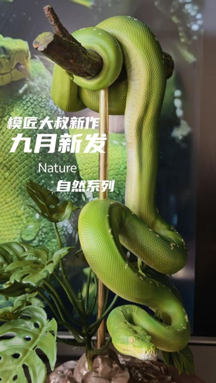 預定模匠大叔_Nature_系列_第一彈_綠樹蟒_1