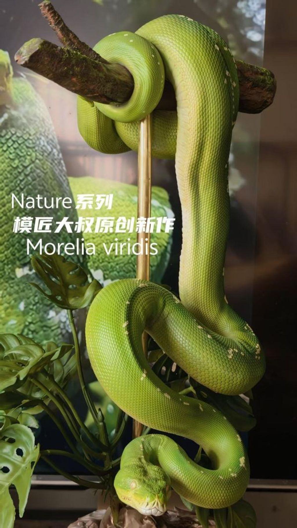預定模匠大叔_Nature_系列_第一彈_綠樹蟒_5