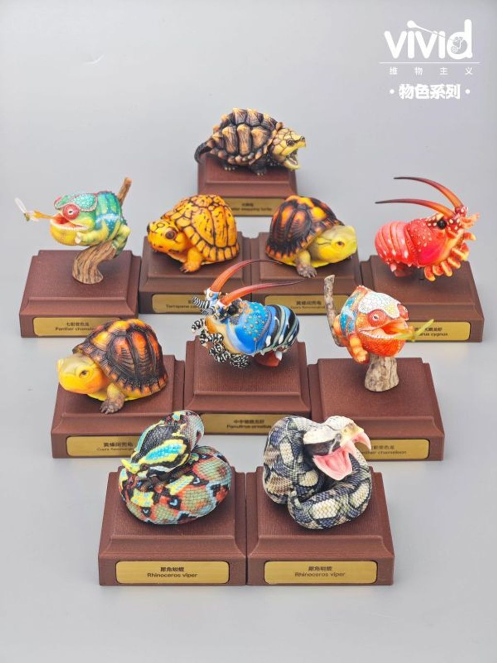 海外代購vivid_維物主義_物色系列_犀噝蝰&加彭噝蝰_1