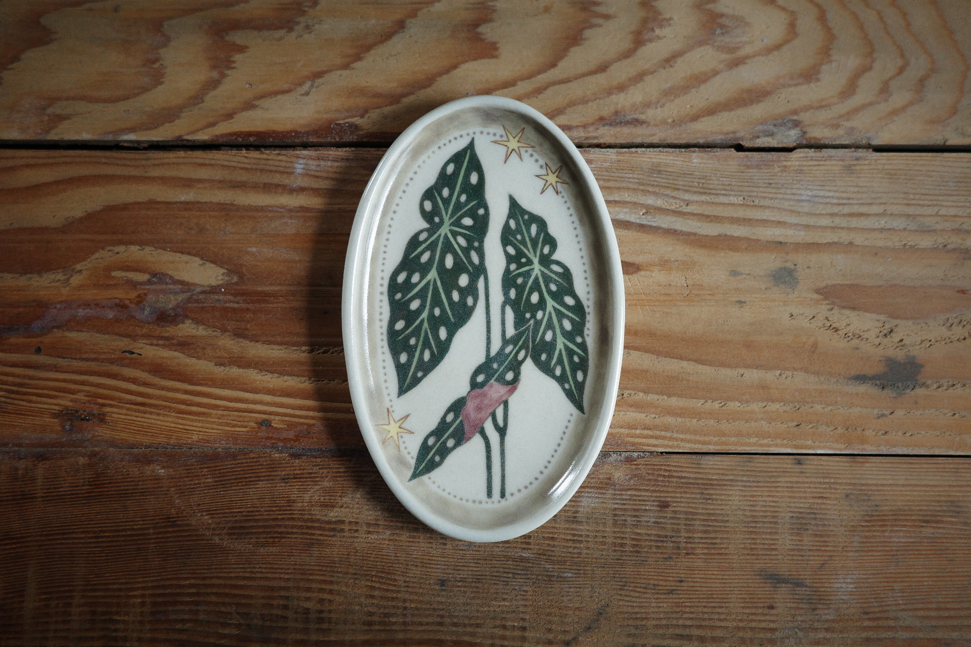 星點海棠 Polka Dot Begonia 星点ベゴニア