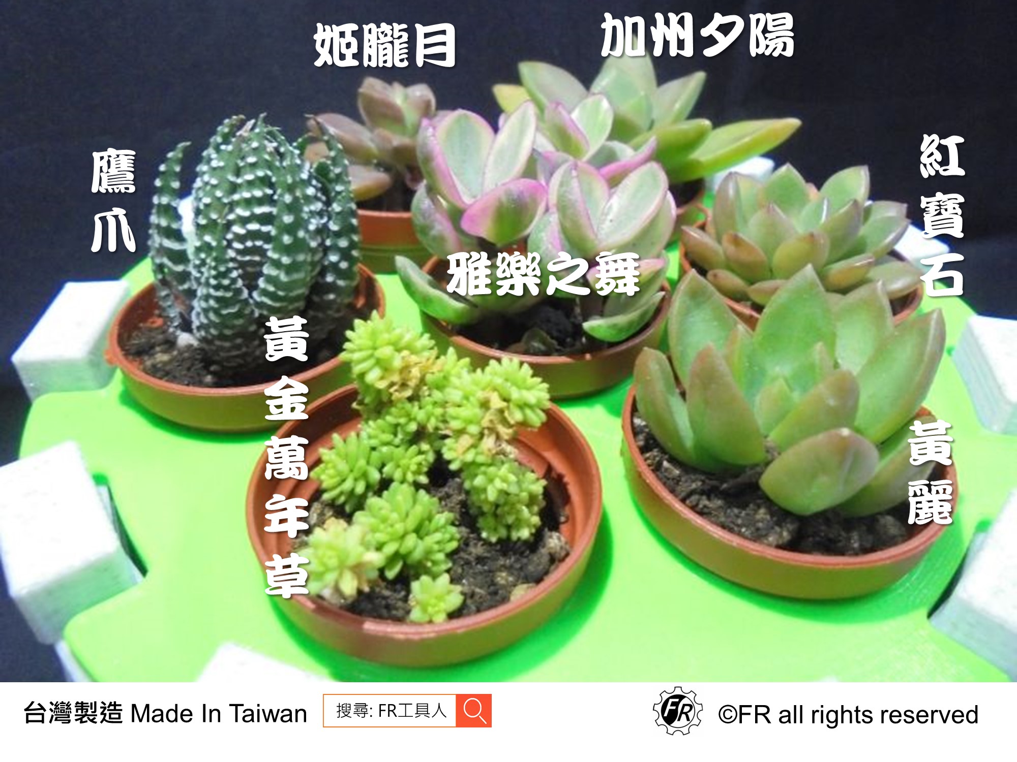 多肉植物名稱寓意示意圖