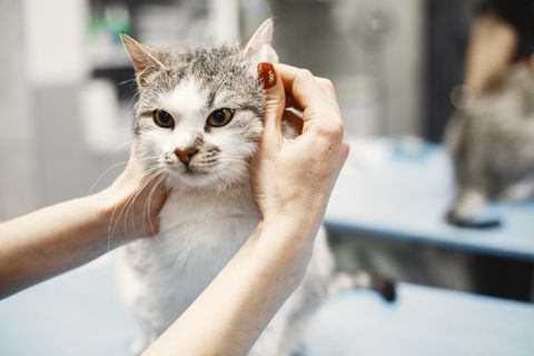 white-gray-cat-couch-woman-stroking-cat-fluffy-cat