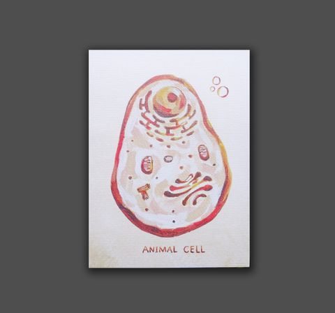 animal cell 拷貝