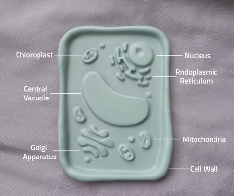 plant cell plate6
