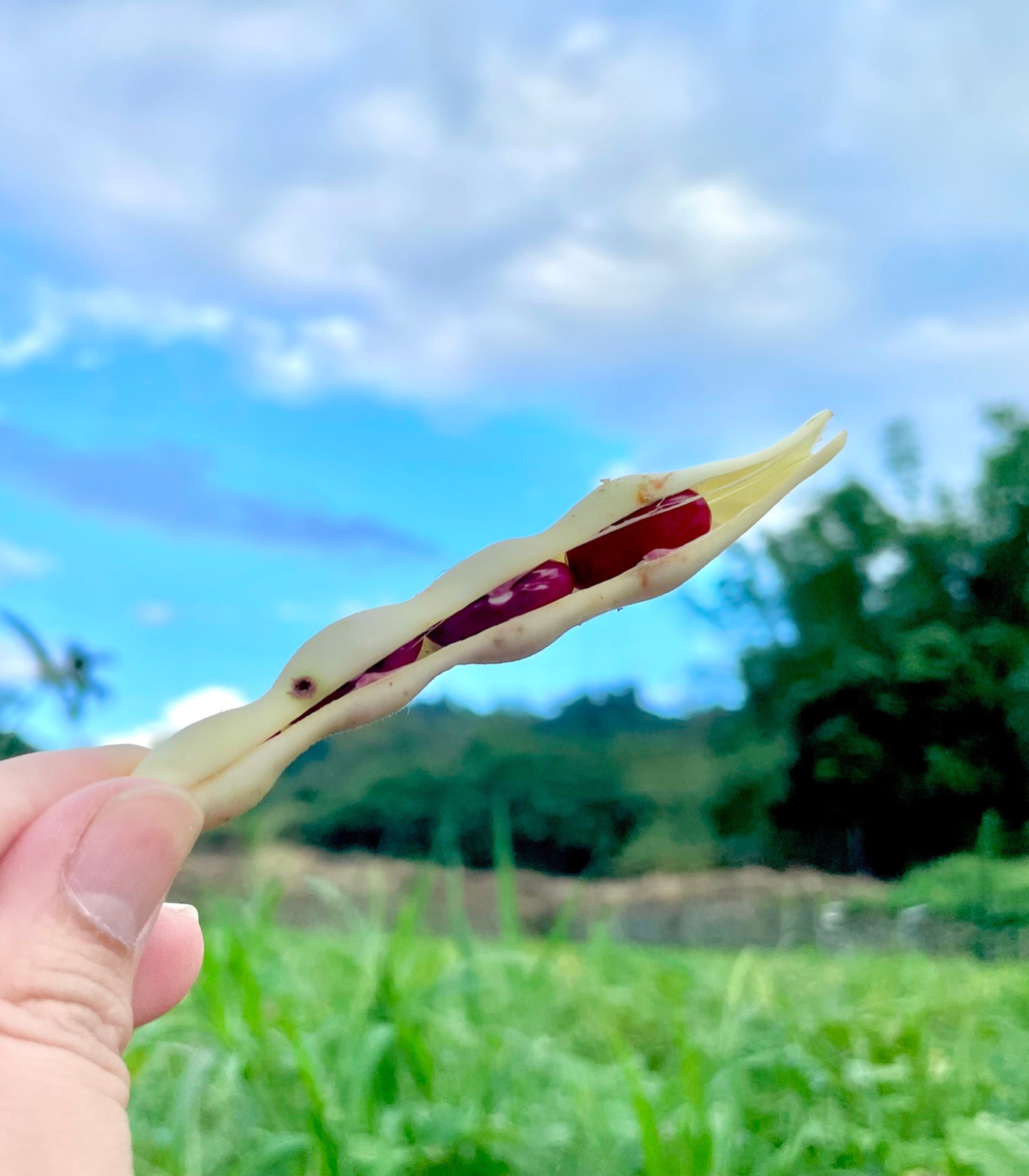 【天生天養的生態循環才是永續之道】 | 金洺自然農場