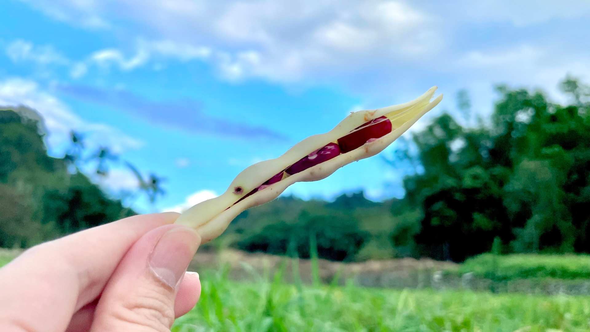 【天生天養的生態循環才是永續之道】 | 金洺自然農場
