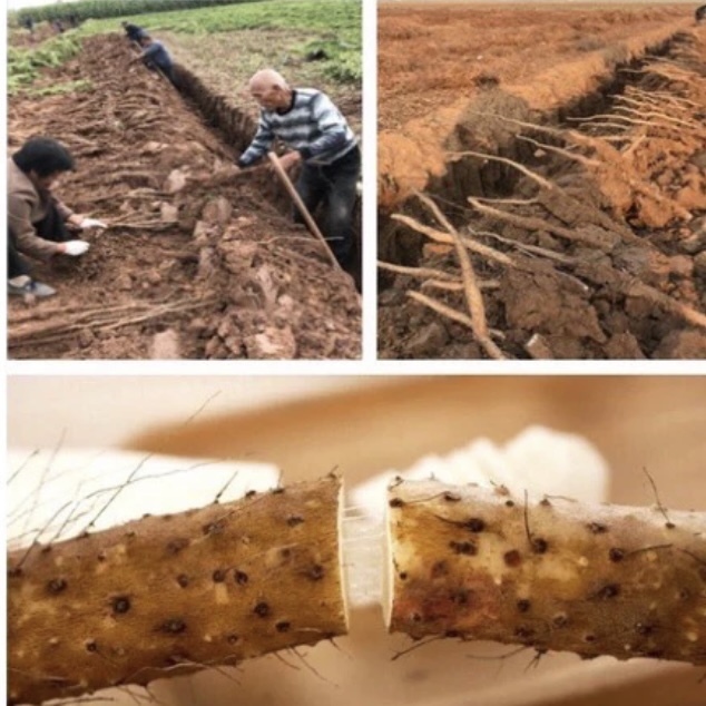 IMG_5768-1724325792611