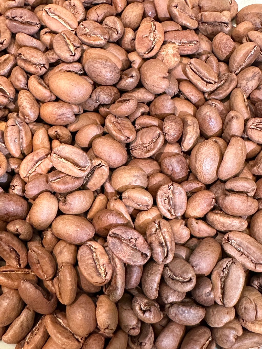 image_A7BF0E1A-27D3-4BAC-90ED-8861B9DD122C_1766735069