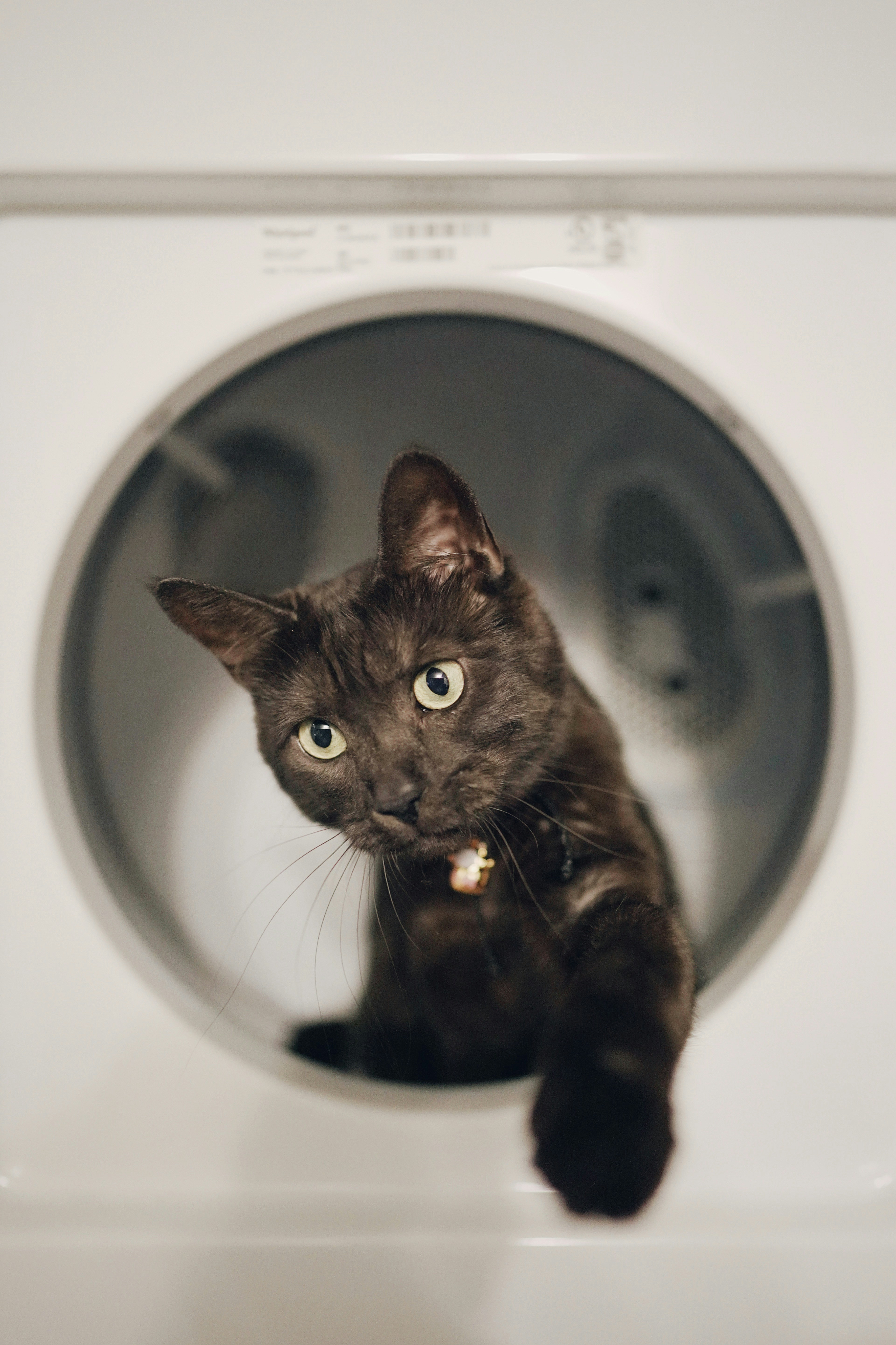  | Pawfolk