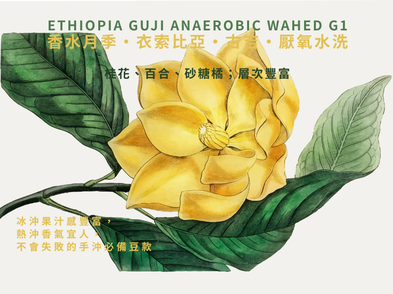 香水月季・衣索比亞・古吉・厭氧水洗 Ethiopia Guji Anaerobic Washed G1 | 路人咖啡