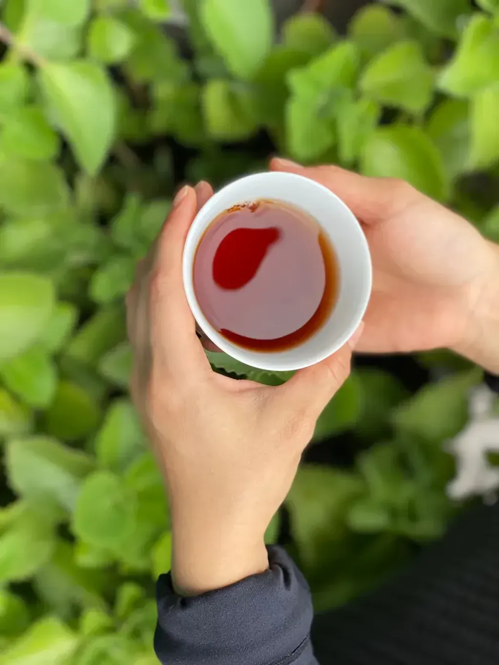 【高仰三】靈芝古樹普洱茶6