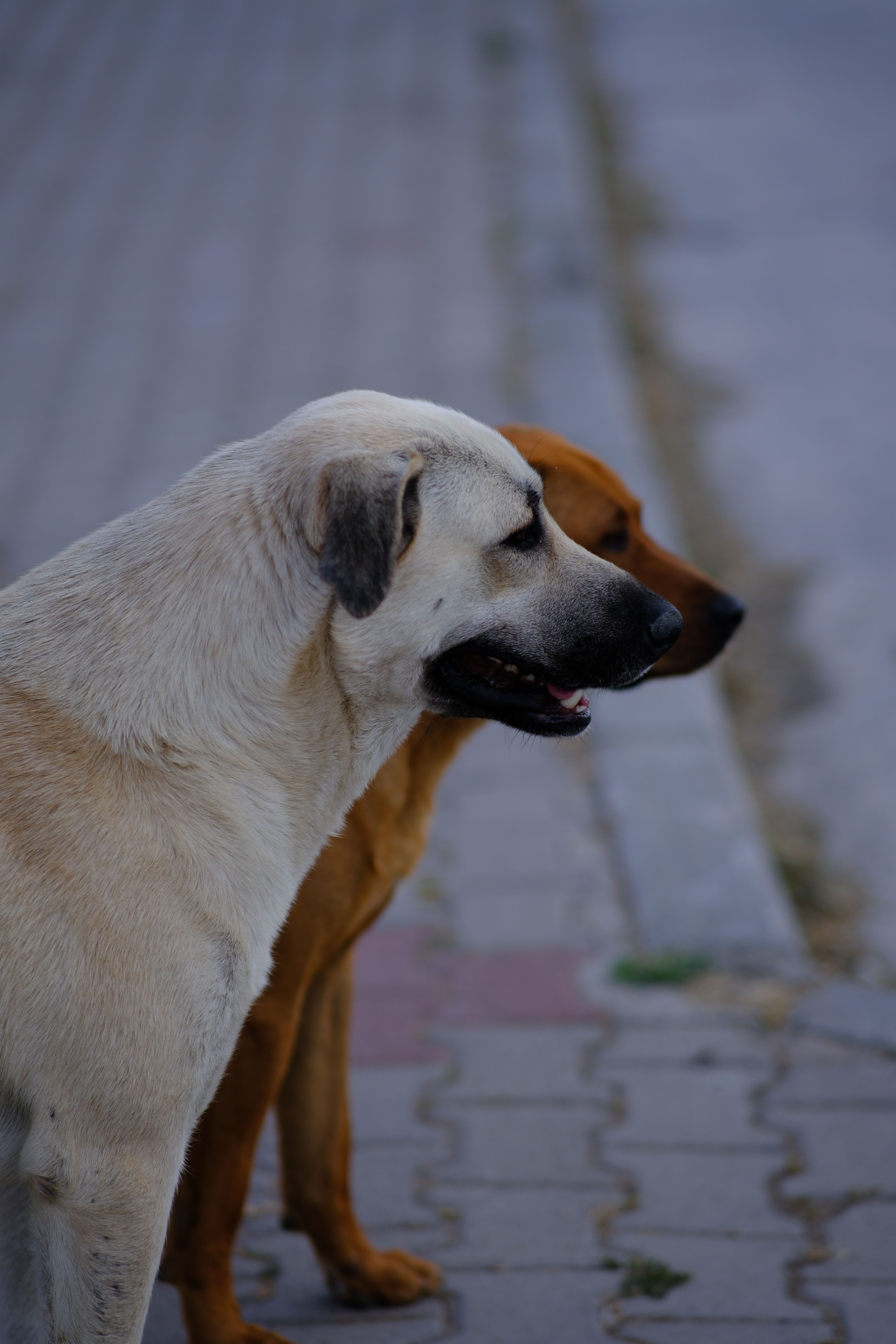 pexels-izafi-38306667