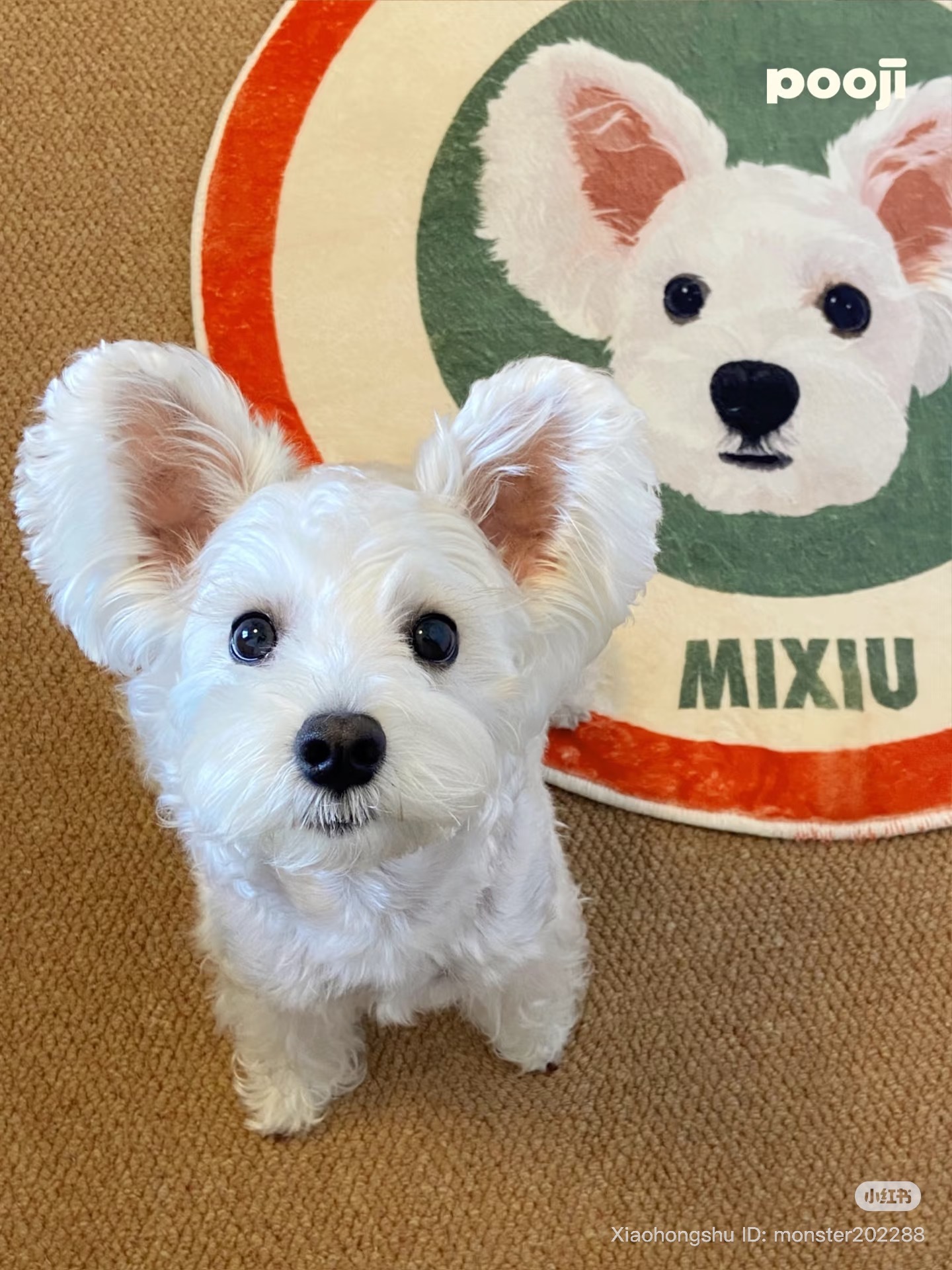 image_AFB60B6C-14F4-4D4F-B5D7-408B98719C1A_1755609469