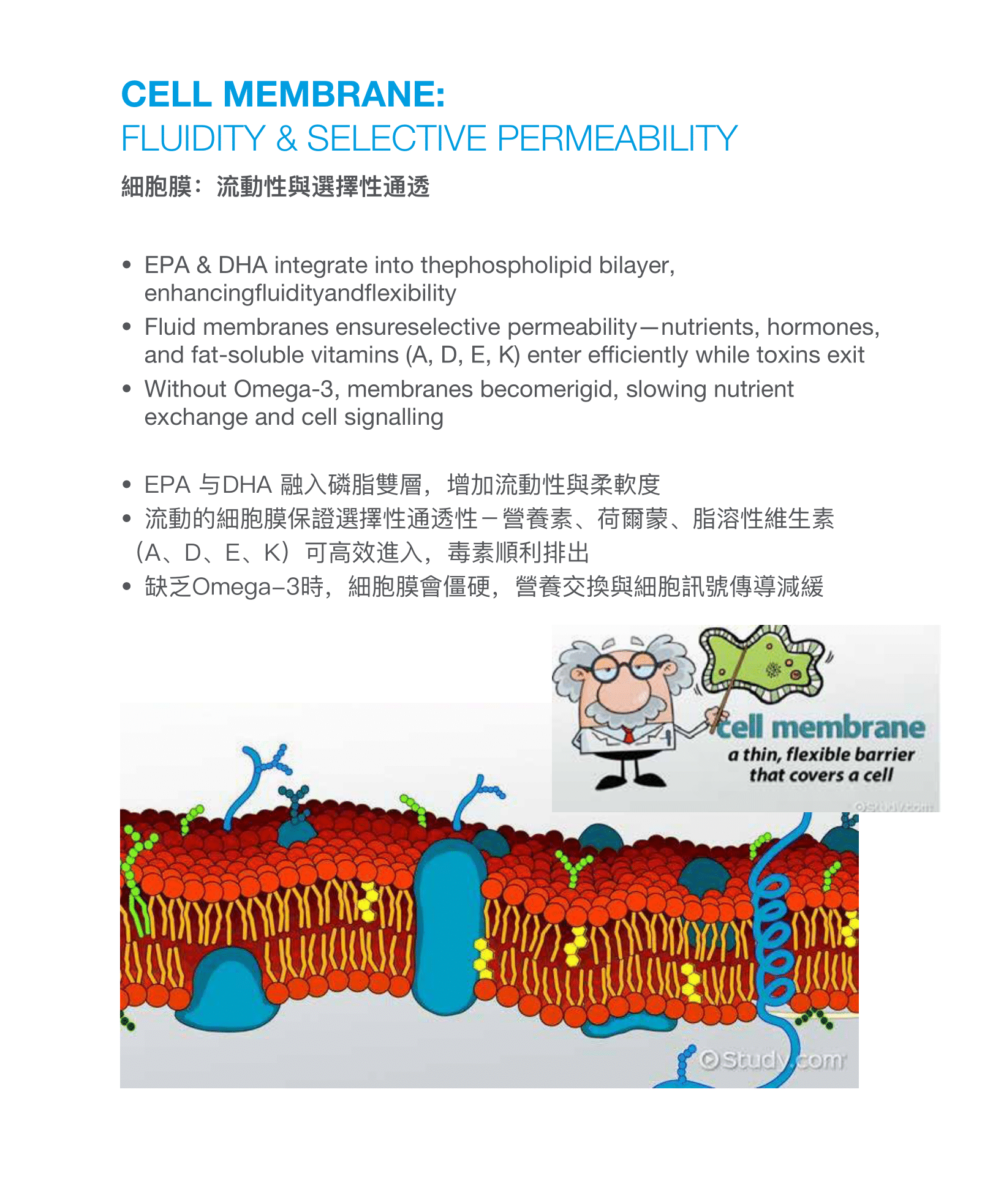 CMC鱼油小册子设计(english中文繁體)31-10-2025-12