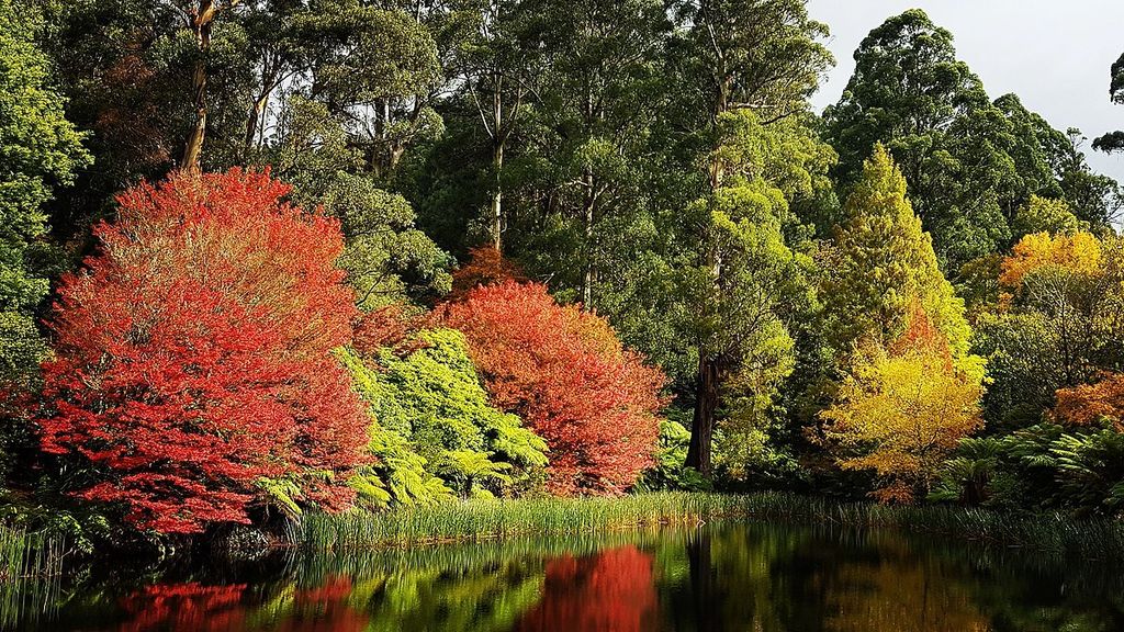 1200px-The_Dandenong_Ranges_Botanic_Garden