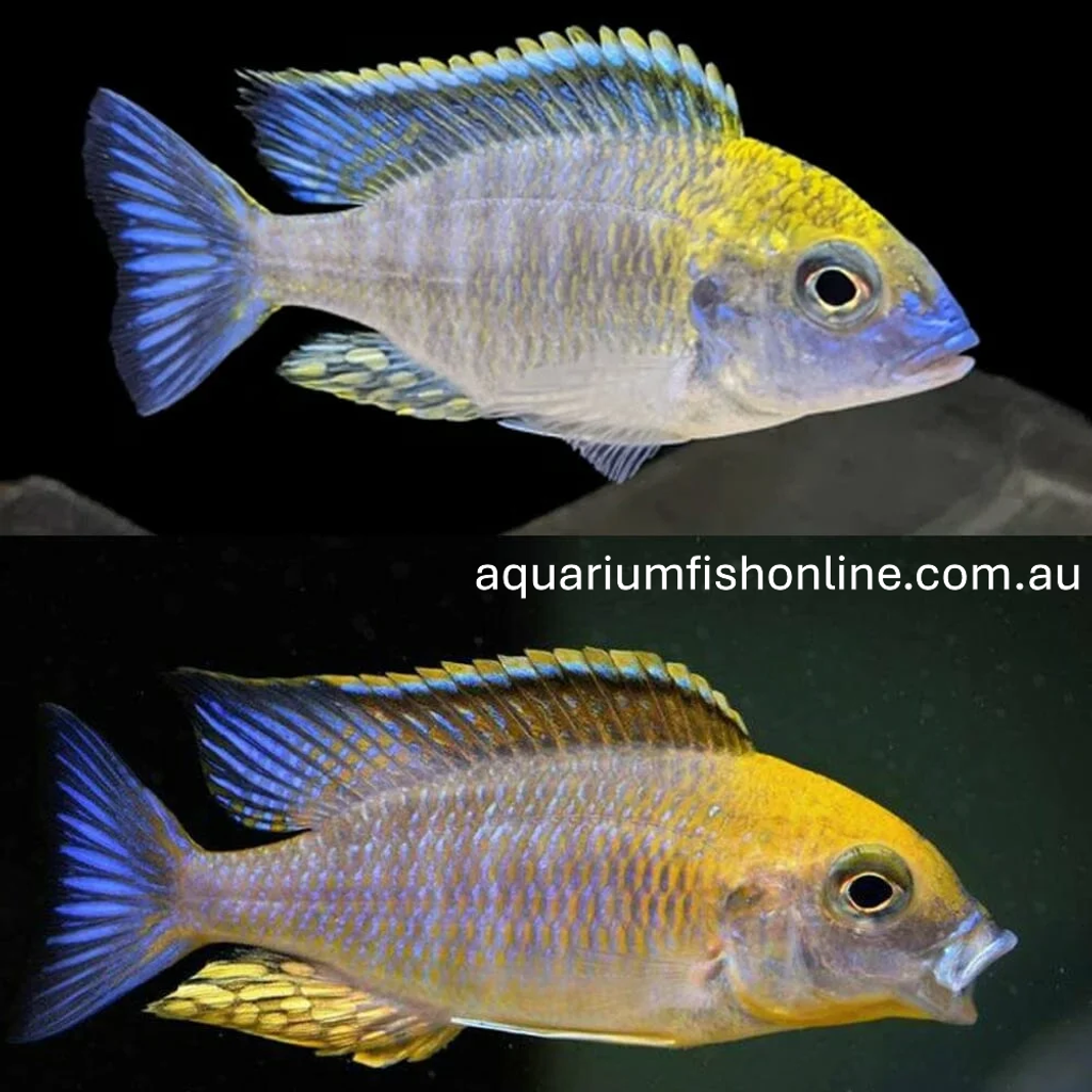 Cichlid-Lethrinop-Gold-Harbour.jpg