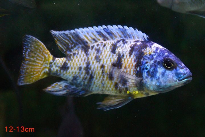 ob孔雀4