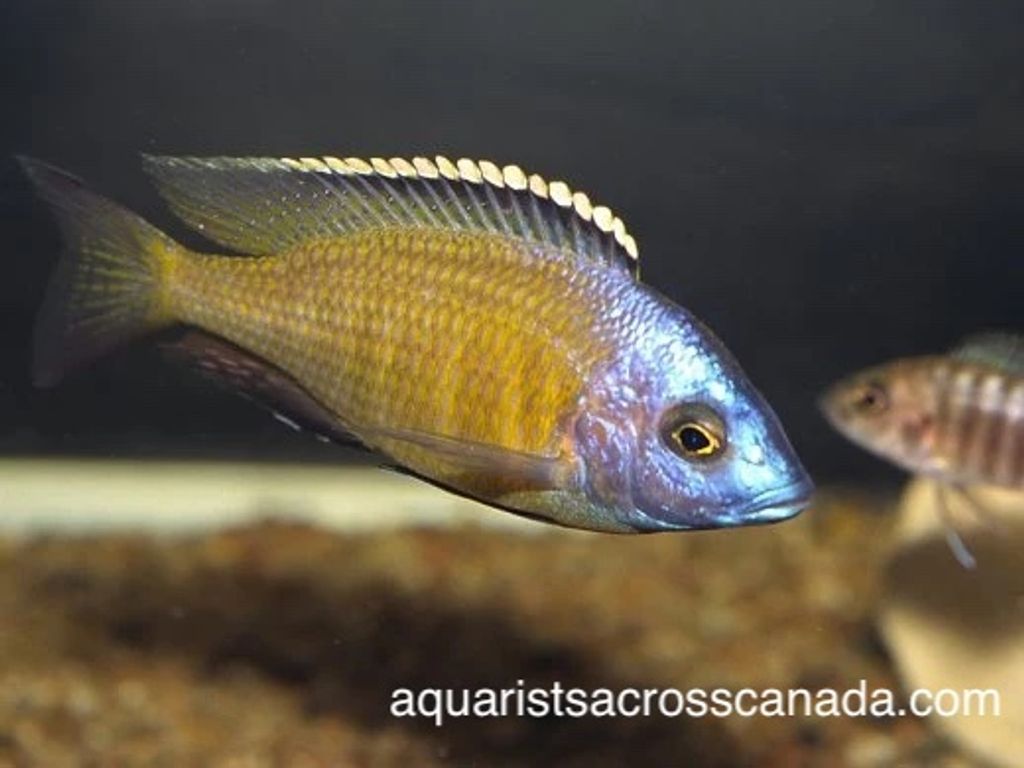 placidochromis_sp_electra_superior_mandalawi_01c.jpg拷貝