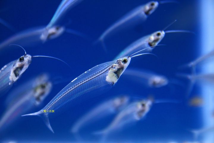 玻璃貓1