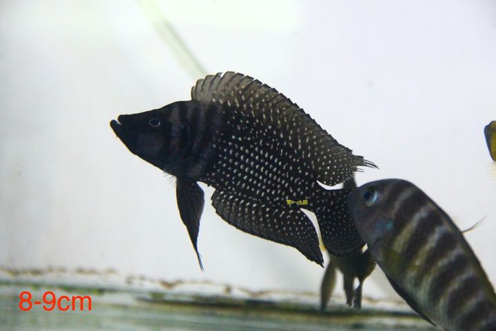 黑翅噴點珍珠虎1