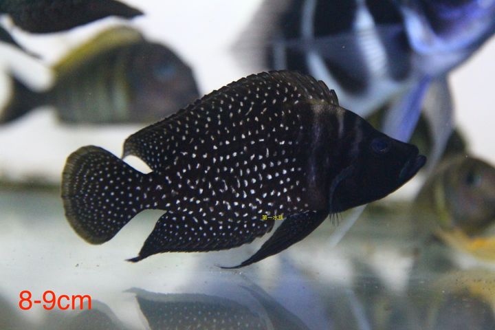 黑翅噴點珍珠虎2