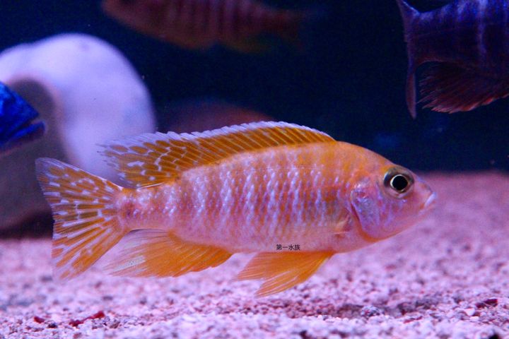 馬拉金2