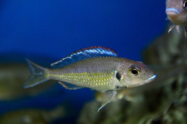 馬沙瓦5