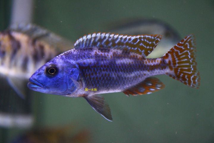 紅馬面3