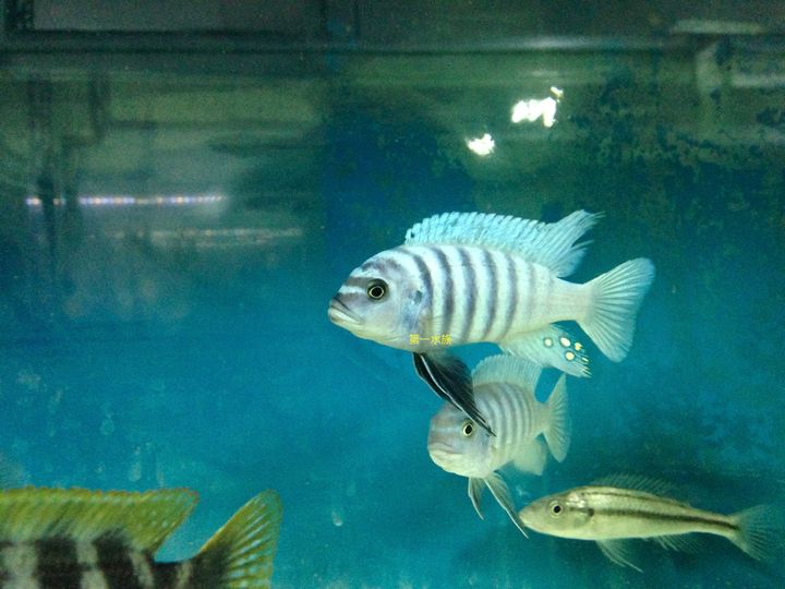 梅森礁5