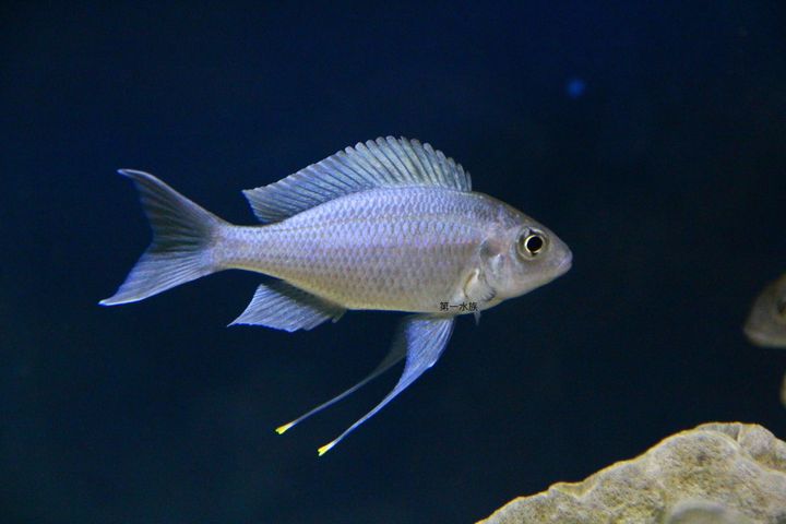 藍帝提燈5