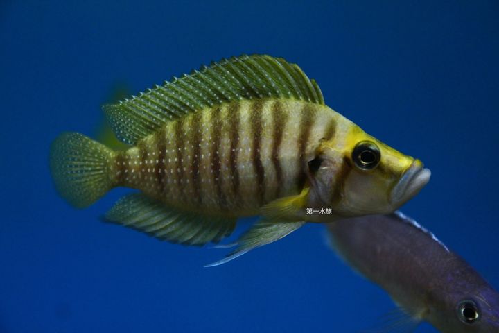 金頭珍珠虎5