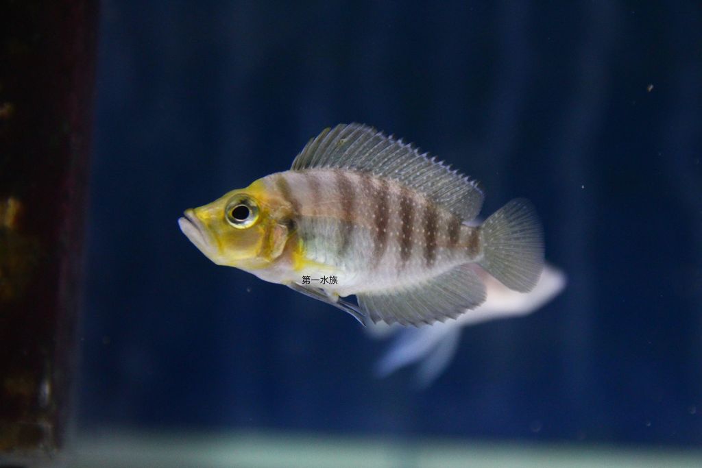 金頭珍珠虎3